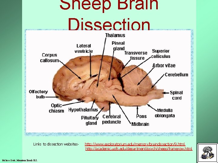 Sheep Brain Dissection Links to dissection websites- http: //www. exploratorium. edu/memory/braindissection/9. html http: //academic.