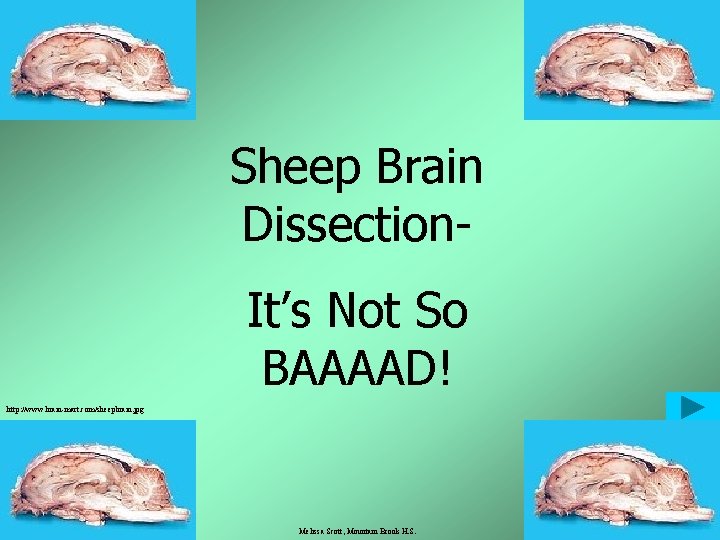 Sheep Brain Dissection. It’s Not So BAAAAD! http: //www. brain-mart. com/sheepbrain. jpg Melissa Scott,