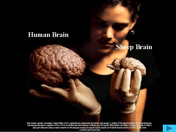 Human Brain Sheep Brain http: //images. google. com/imgres? imgurl=http: //www. exploratorium. edu/memory/braindissection/images/1_bottom. JPG&imgrefurl=http: //www.