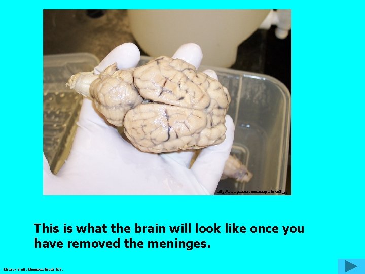 http: //www. jdsams. com/images/Brain 3. jpg This is what the brain will look like