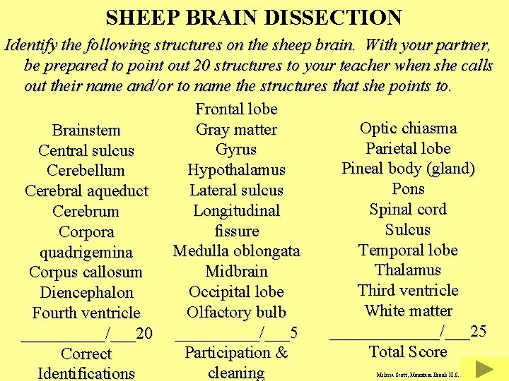 SHEEP BRAIN DISSECTION Identify the following structures on the sheep brain. With your partner,