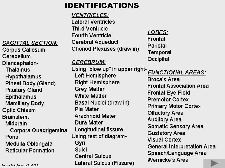 IDENTIFICATIONS SAGITTAL SECTION: Corpus Callosum Cerebellum Diencephalon. Thalamus Hypothalamus Pineal Body (Gland) Pituitary Gland