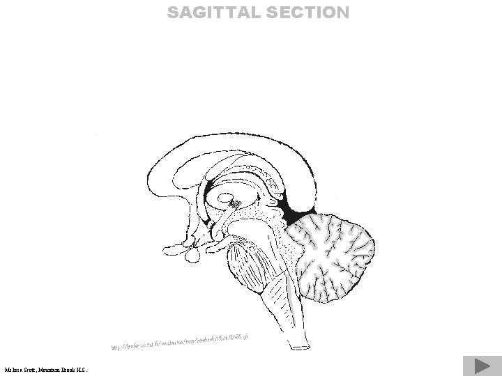 SAGITTAL SECTION Melissa Scott, Mountain Brook H. S. 