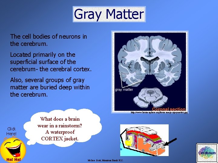 Gray Matter The cell bodies of neurons in the cerebrum. Located primarily on the