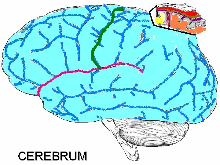 CEREBRUM 