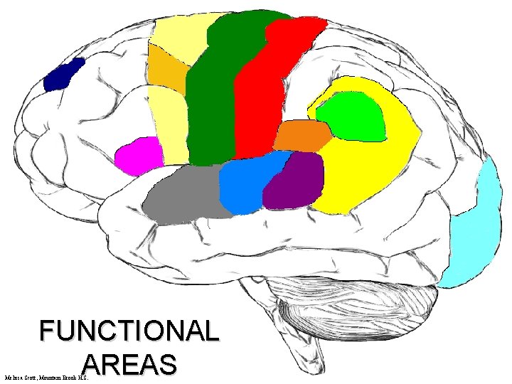 FUNCTIONAL AREAS Melissa Scott, Mountain Brook H. S. 