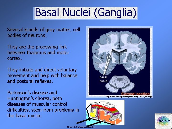 Basal Nuclei (Ganglia) Several islands of gray matter, cell bodies of neurons. They are