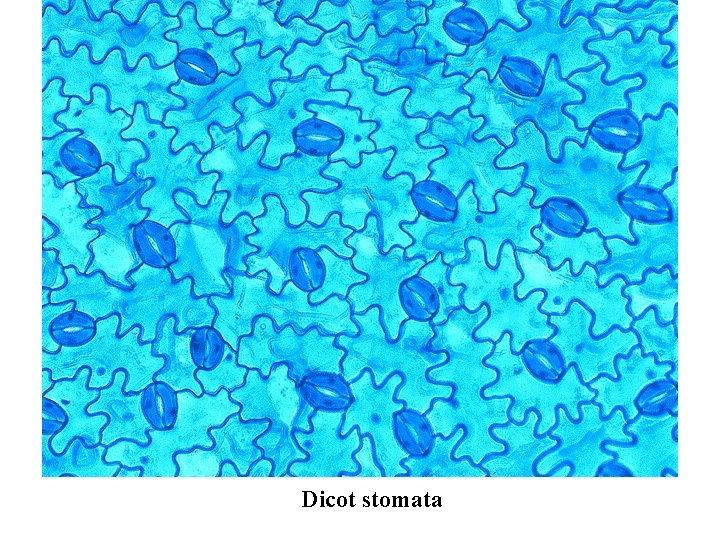 Dicot stomata 
