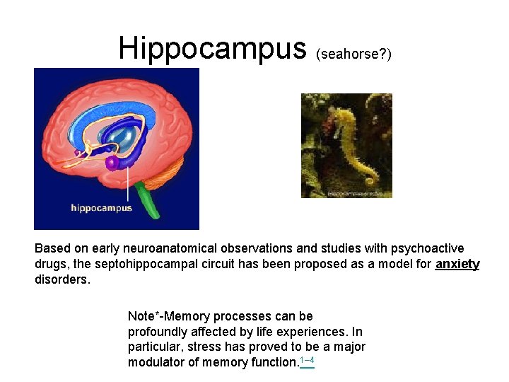 Hippocampus (seahorse? ) Based on early neuroanatomical observations and studies with psychoactive drugs, the