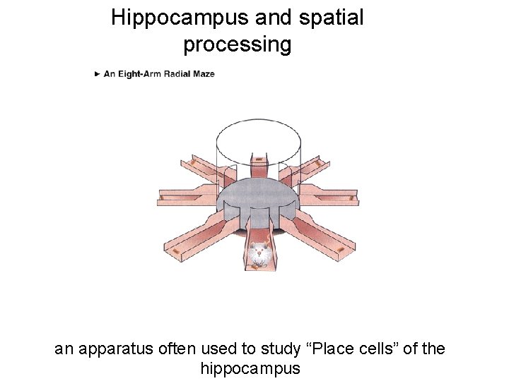 Hippocampus and spatial processing an apparatus often used to study “Place cells” of the