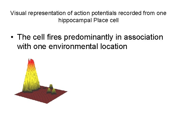 Visual representation of action potentials recorded from one hippocampal Place cell • The cell