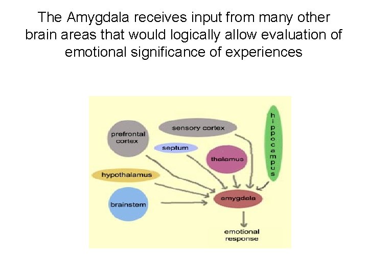 The Amygdala receives input from many other brain areas that would logically allow evaluation