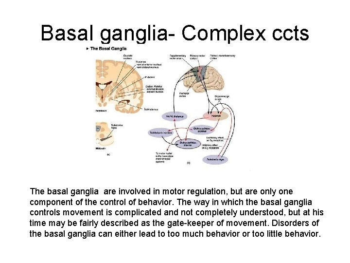 Basal ganglia- Complex ccts The basal ganglia are involved in motor regulation, but are