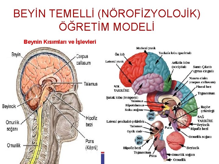 BEYİN TEMELLİ (NÖROFİZYOLOJİK) ÖĞRETİM MODELİ Beynin Kısımları ve İşlevleri 