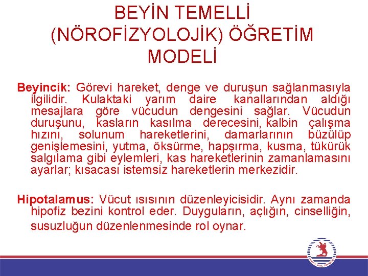 BEYİN TEMELLİ (NÖROFİZYOLOJİK) ÖĞRETİM MODELİ Beyincik: Görevi hareket, denge ve duruşun sağlanmasıyla ilgilidir. Kulaktaki