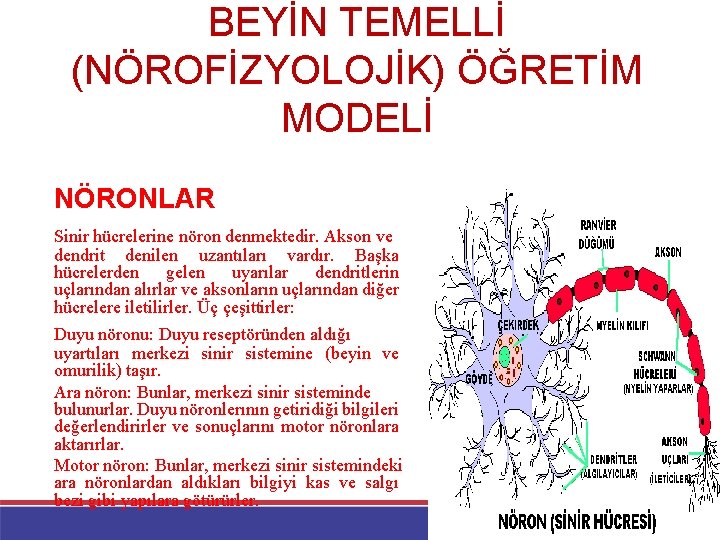 BEYİN TEMELLİ (NÖROFİZYOLOJİK) ÖĞRETİM MODELİ NÖRONLAR Sinir hücrelerine nöron denmektedir. Akson ve dendrit denilen