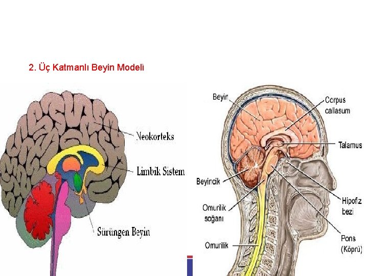 BEYİN TEMELLİ (NÖROFİZYOLOJİK) ÖĞRETİM MODELİ 2. Üç Katmanlı Beyin Modeli 