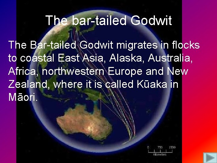The bar-tailed Godwit The Bar-tailed Godwit migrates in flocks to coastal East Asia, Alaska,