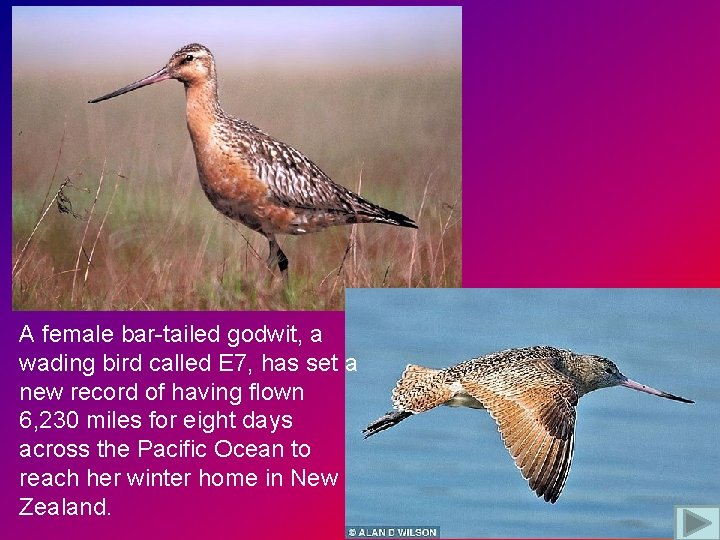 A female bar-tailed godwit, a wading bird called E 7, has set a new