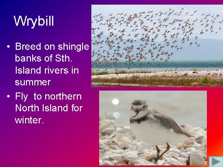 Wrybill • Breed on shingle banks of Sth. Island rivers in summer • Fly