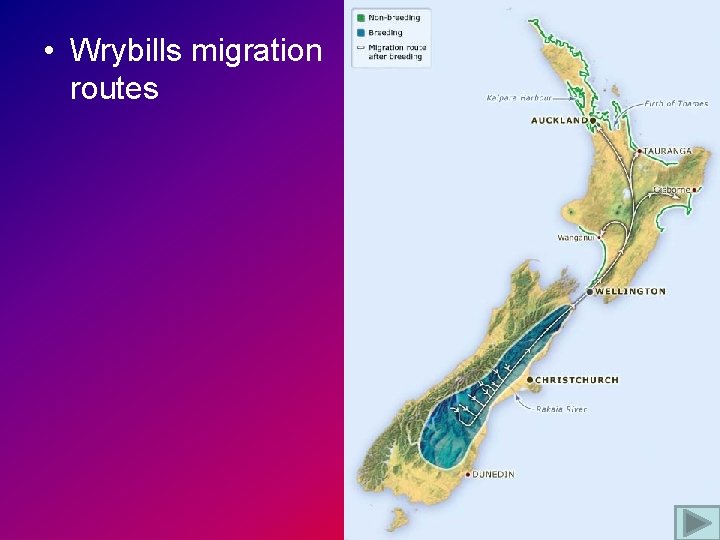  • Wrybills migration routes 