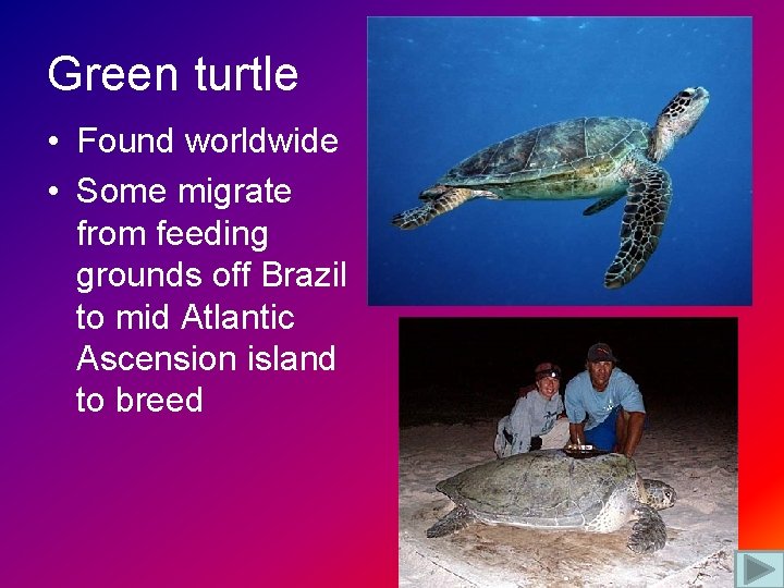 Green turtle • Found worldwide • Some migrate from feeding grounds off Brazil to