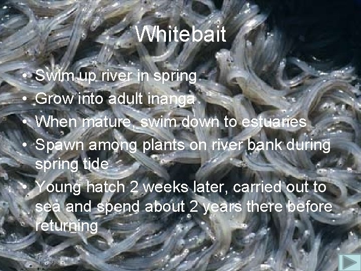 Whitebait • • Swim up river in spring Grow into adult inanga When mature,