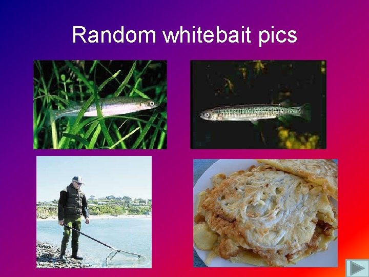 Random whitebait pics 