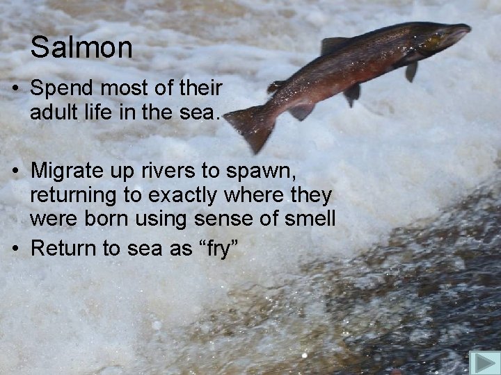 Salmon • Spend most of their adult life in the sea. • Migrate up