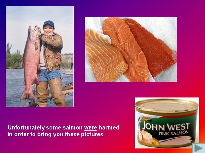 Unfortunately some salmon were harmed in order to bring you these pictures 