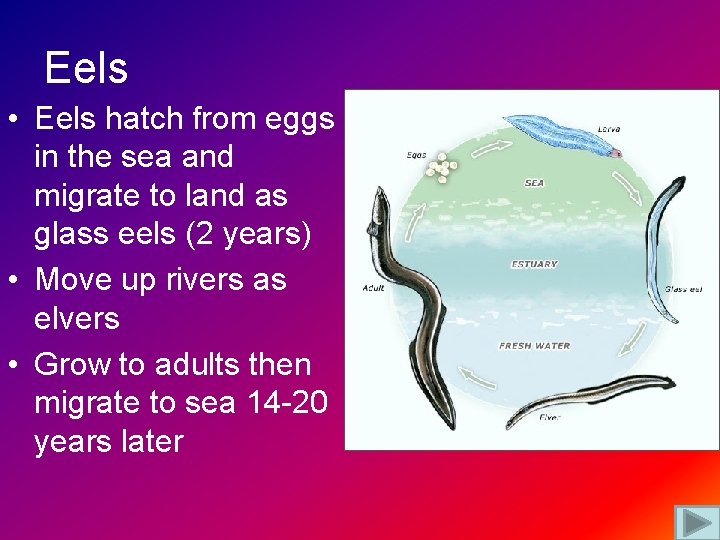 Eels • Eels hatch from eggs in the sea and migrate to land as
