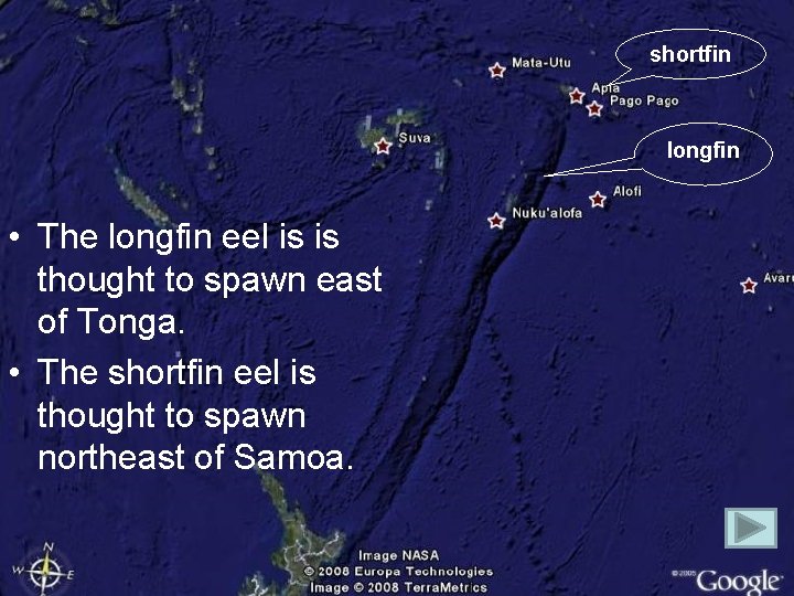 shortfin longfin • The longfin eel is is thought to spawn east of Tonga.