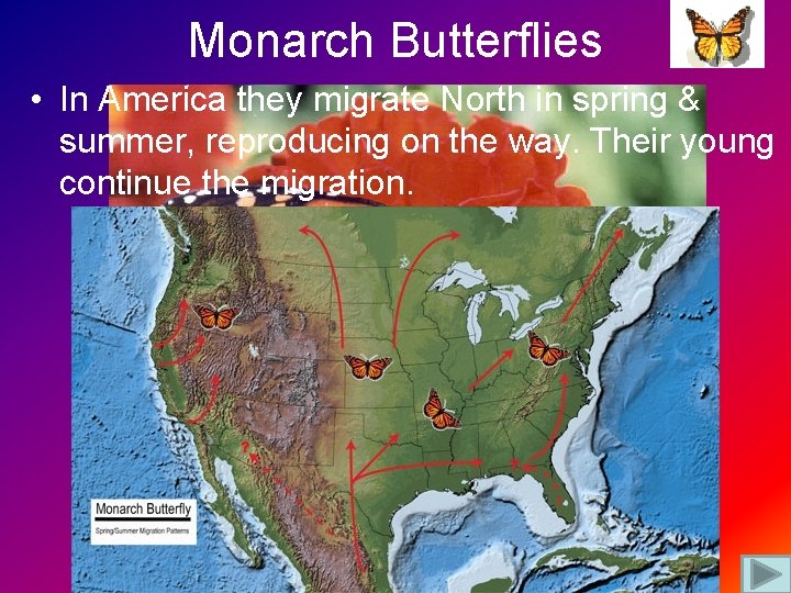 Monarch Butterflies • In America they migrate North in spring & summer, reproducing on