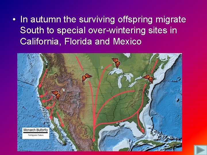  • In autumn the surviving offspring migrate South to special over-wintering sites in