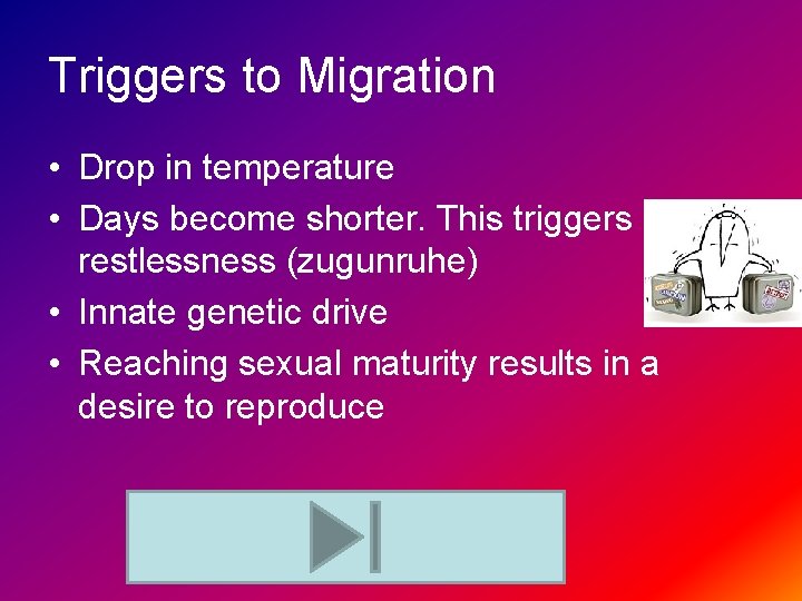 Triggers to Migration • Drop in temperature • Days become shorter. This triggers restlessness
