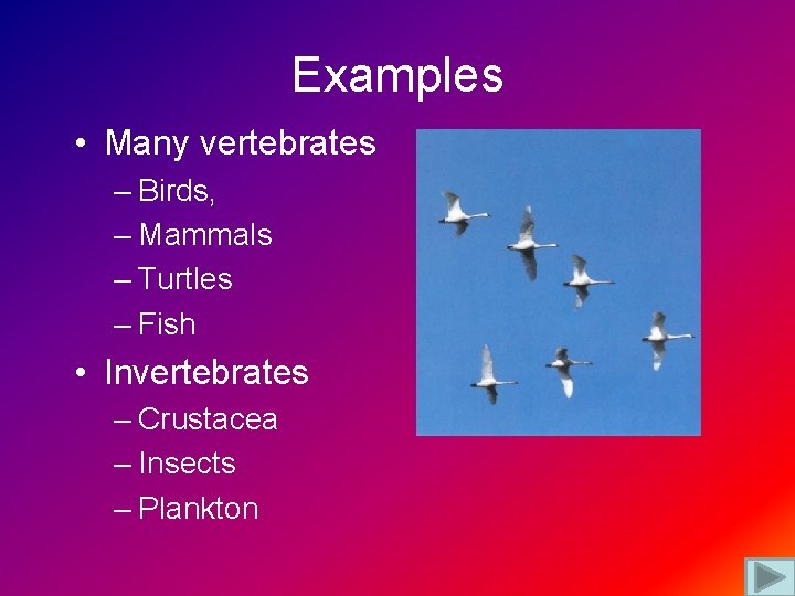 Examples • Many vertebrates – Birds, – Mammals – Turtles – Fish • Invertebrates