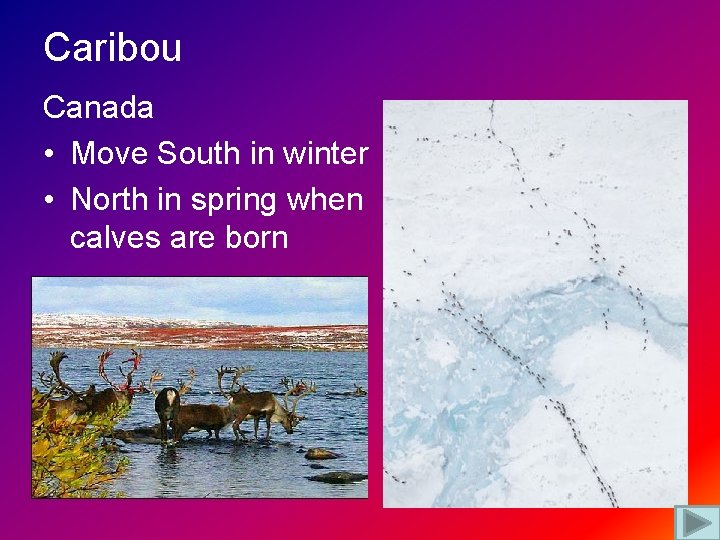 Caribou Canada • Move South in winter • North in spring when calves are