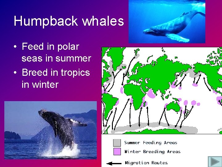 Humpback whales • Feed in polar seas in summer • Breed in tropics in