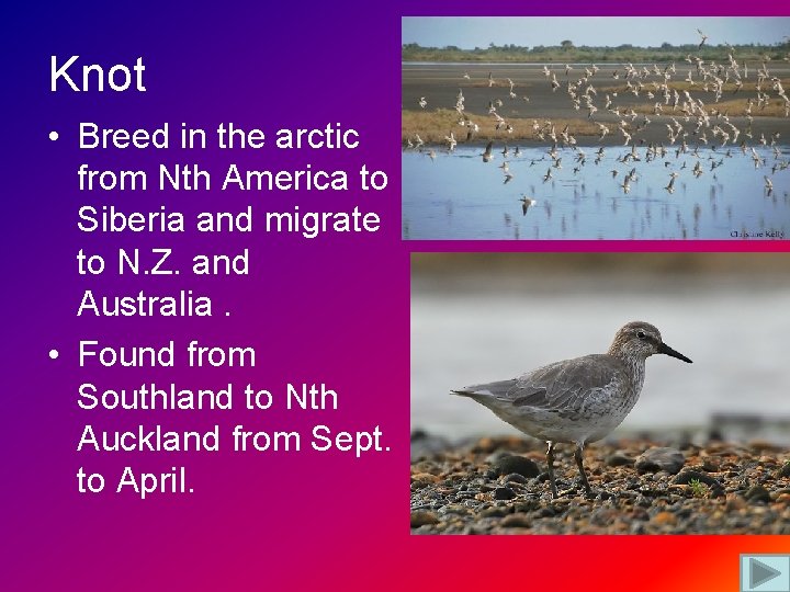 Knot • Breed in the arctic from Nth America to Siberia and migrate to