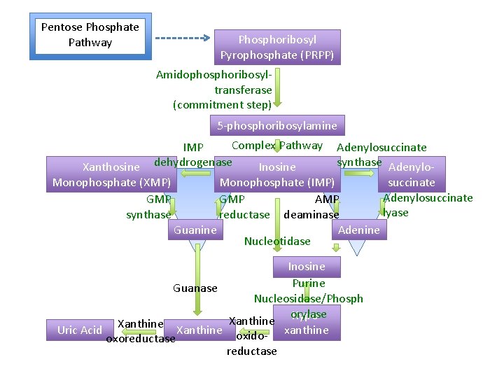 Pentose Phosphate Pathway Phosphoribosyl Pyrophosphate (PRPP) Amidophosphoribosyltransferase (commitment step) 5 -phosphoribosylamine Complex Pathway IMP
