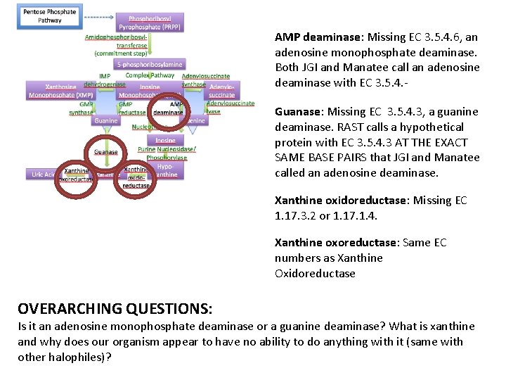AMP deaminase: Missing EC 3. 5. 4. 6, an adenosine monophosphate deaminase. Both JGI