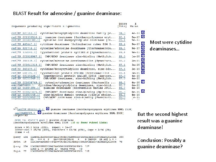 BLAST Result for adenosine / guanine deaminase: Most were cytidine deaminases… But the second