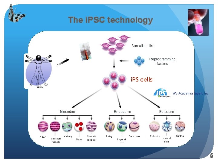 The i. PSC technology Somatic cells Reprogramming factors i. PS cells Mesoderm Heart Skeletal