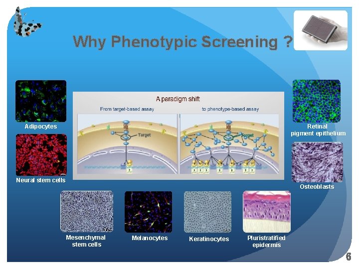Why Phenotypic Screening ? Retinal pigment epithelium Adipocytes Neural stem cells Osteoblasts Mesenchymal stem
