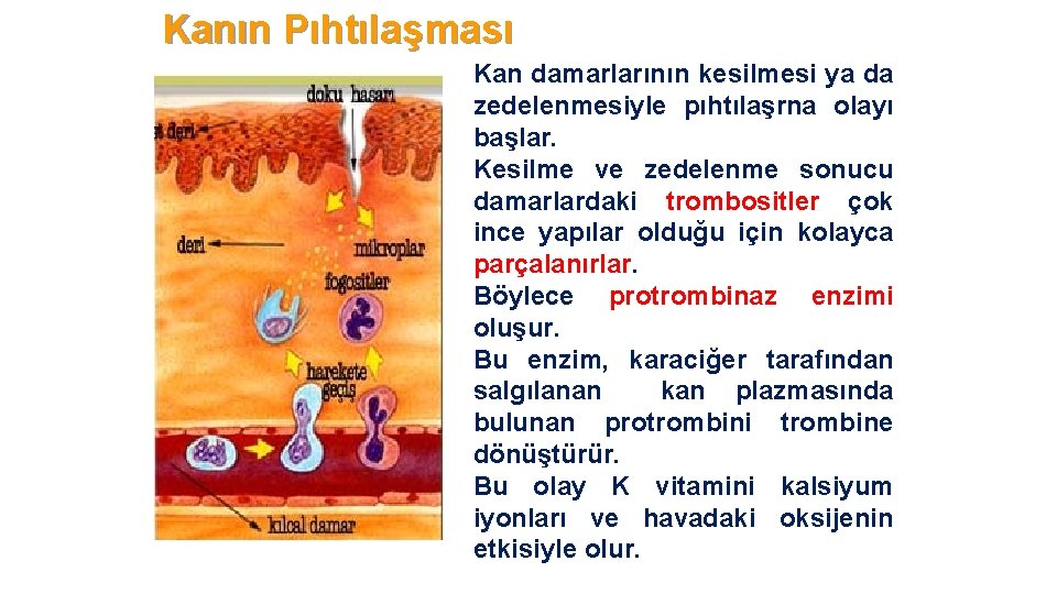 Kanın Pıhtılaşması Kan damarlarının kesilmesi ya da zedelenmesiyle pıhtılaşrna olayı başlar. Kesilme ve zedelenme