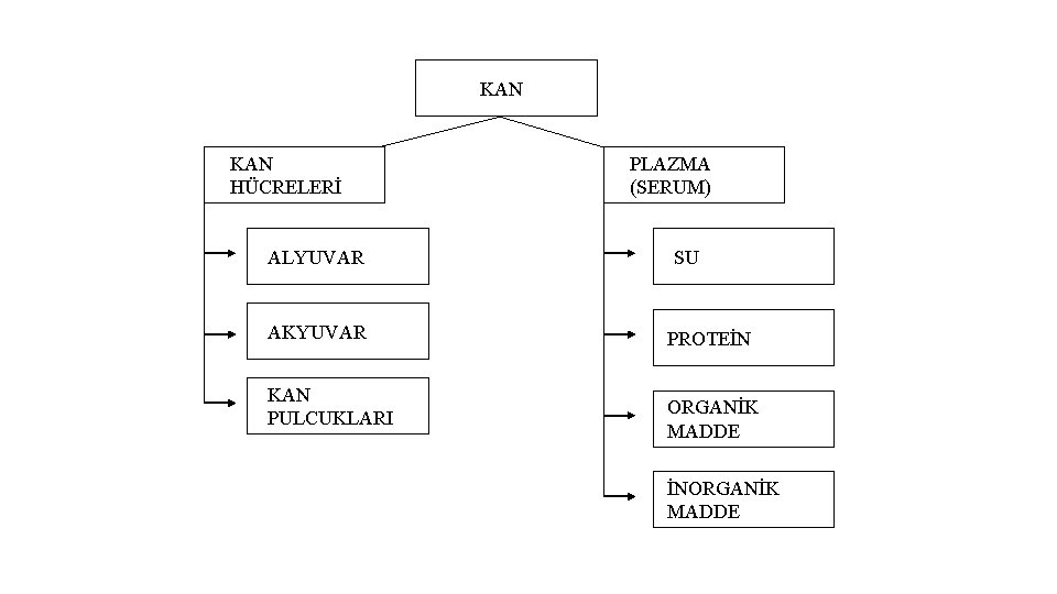 KAN HÜCRELERİ ALYUVAR AKYUVAR KAN PULCUKLARI PLAZMA (SERUM) SU PROTEİN ORGANİK MADDE İNORGANİK MADDE