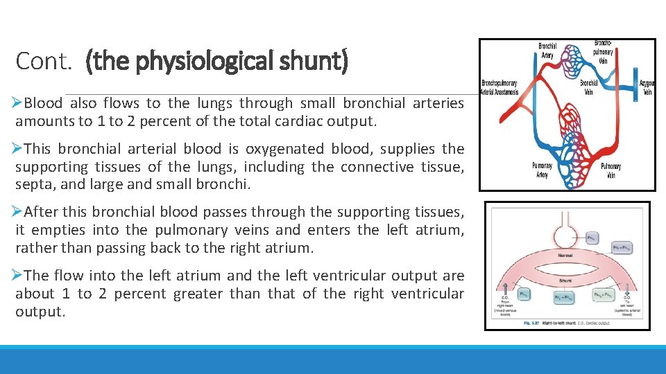 Cont. (the physiological shunt) ØBlood also flows to the lungs through small bronchial arteries