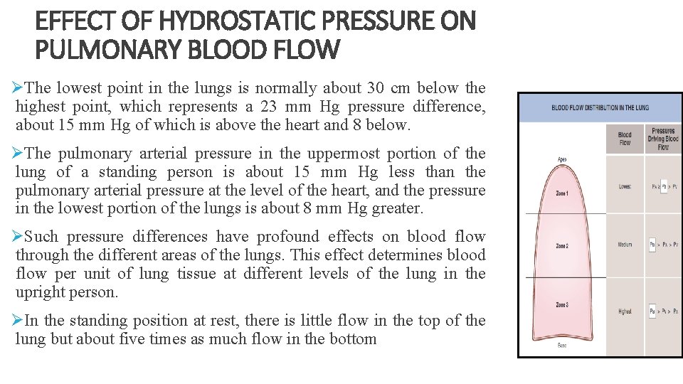 EFFECT OF HYDROSTATIC PRESSURE ON PULMONARY BLOOD FLOW ØThe lowest point in the lungs