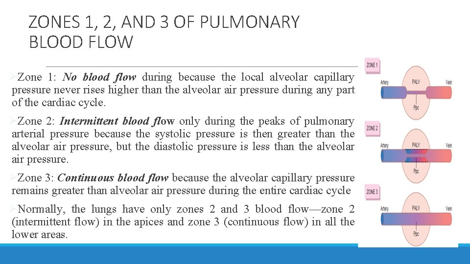 ZONES 1, 2, AND 3 OF PULMONARY BLOOD FLOW ØZone 1: No blood flow