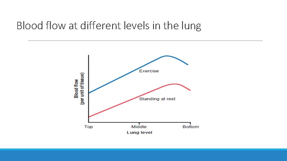 Blood flow at different levels in the lung 